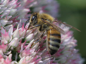 Eine Honigbiene auf einer rosa-weißen Blüte