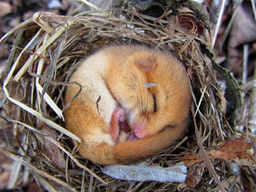 Eine Haselmaus schläft in einem Vogelnest