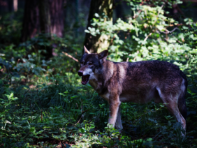Ein Wolf im Wildpark Alte Fasanerie in Hessen.
