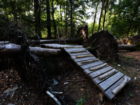 Ein Waldabschnitt, bei dem auf einem umgestürzten Baum eine Brücke aus Planken führt. 