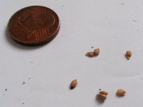 Im Vergleich mit der Münze wird deutlich, wie klein die Samen sind.