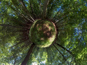 Wald in 360 Grad-Ansicht