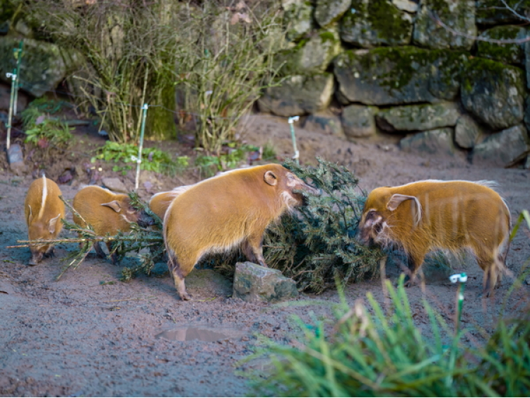 Pinselohrschweine essen von einem Weihnachtsbaum.