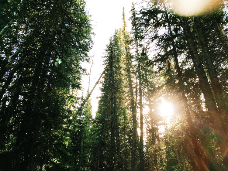 Aufnahme eines Waldes mit den Baumkronen, im Hintergrund scheint die Sonne. 