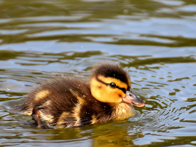 Aufnahme einer kleinen Ente auf dem Wasser. 