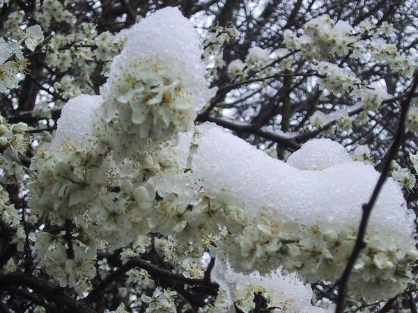 Blüten im Schnee.