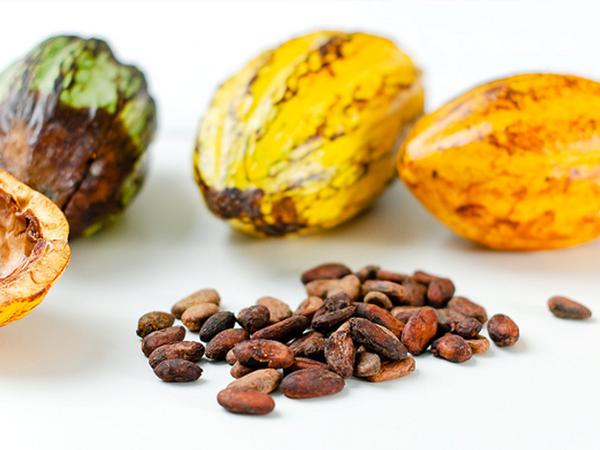 Kakaobohnen und ganze Kakaofrüchte