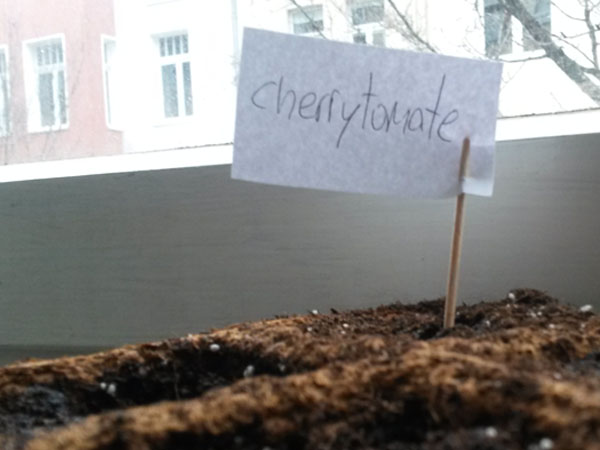 Schild mit der Aufschrift Cherrytomate in einem Pflanzentopf.