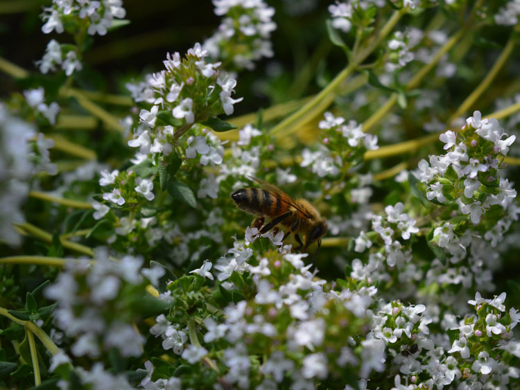 Eine Biene auf einem blühenden Thymian