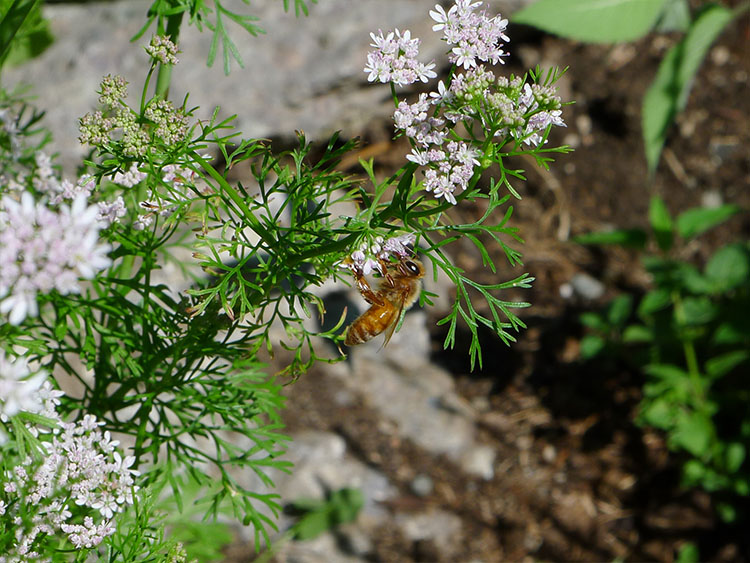 Eine Biene auf einem blühenden Koriander