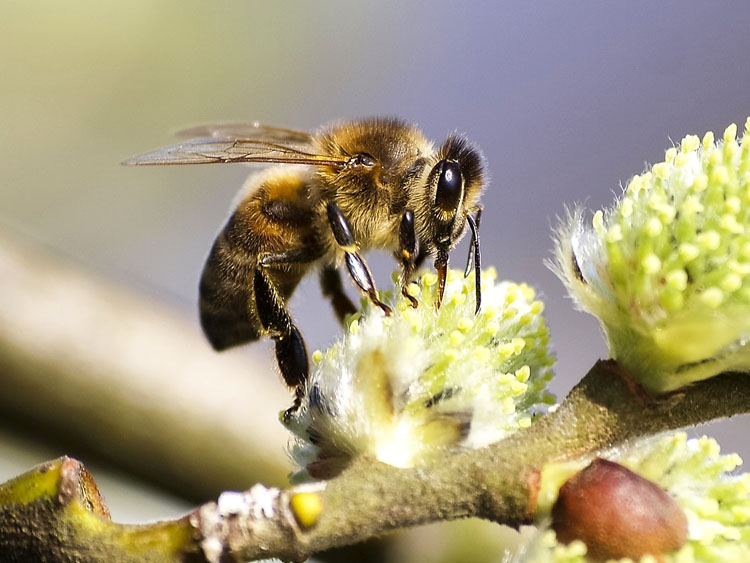 Eine Biene trinkt aus einer Blüte.