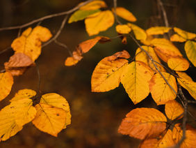 Verfärbte Blätter im Herbst