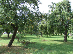 Eine Streuobstwiese mit Apfelbäumen
