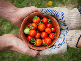Zwei Hände mit und zwei Hände ohne Handschuhe halten eine Schale mit Tomaten.