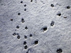 Tierspuren im Schnee.
