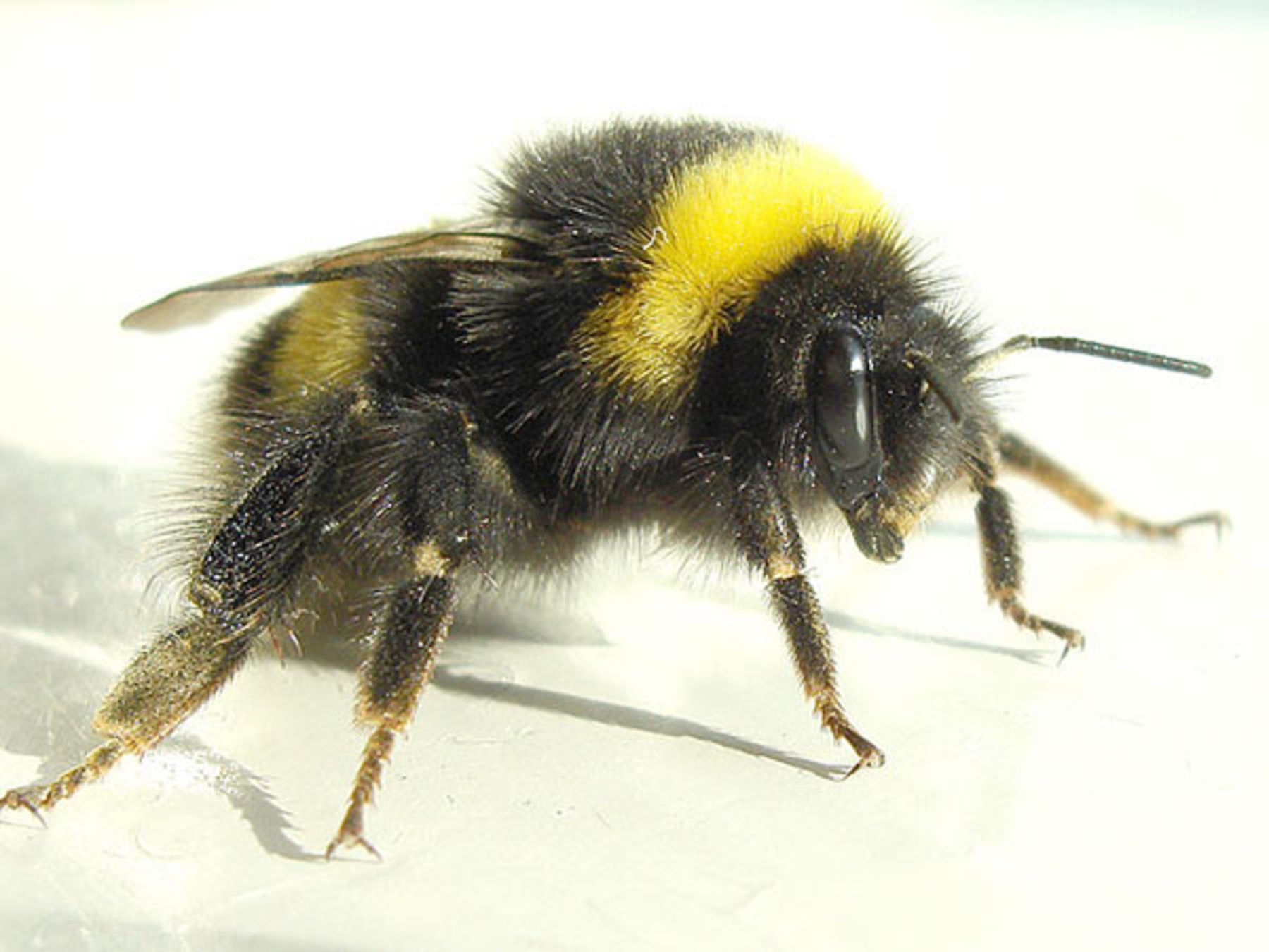 Plüschtier Stofftier Kuscheltier Hummel Wespe Insekt Biene Länge 15 cm Schwarz 