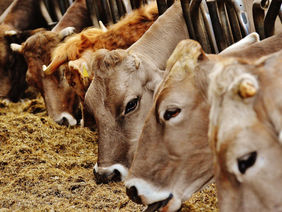 Aufnahme von Kühen in einem Stall, die gerade Stroh fressen.
