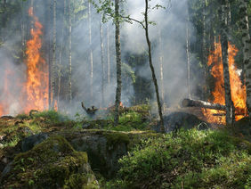 Ein Ausschnitt eines Waldes, bei dem rechts und links kleine Feuer lodern. 