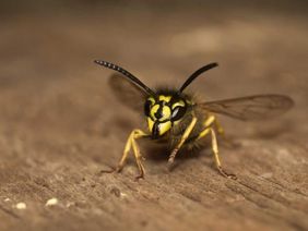 Wespe sitzt auf Holz