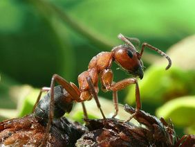 Insekten wie diese Ameise haben sechs Beine – und Antennen.