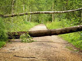 Ein umgefallener Baum versperrt einen Waldweg