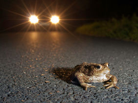 Kröte bei Nacht auf Straße und von Autoscheinwerfern angestrahlt
