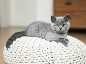 Eine graue Katze liegt auf einem weißen Kissen und schaut in die Kamera. 