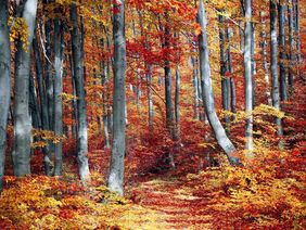 Blick in einen Laubwald im Herbst
