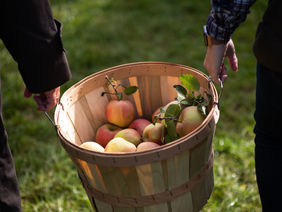 Zwei Personen, die einen gefüllten Apfelkorb tragen