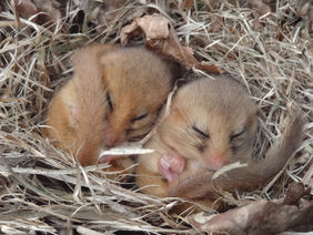 Zwei Haselmäuse schlafen in einem Nest