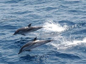 Zwei Delphine springen aus dem Wasser.