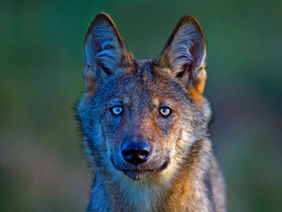 Foto vom Gesicht eines Wolfes