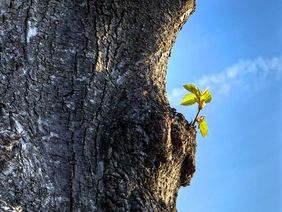Eine Knospe wächst auf einem Baum.