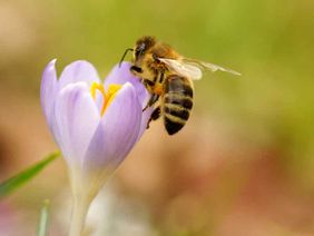 Biene trinkt aus einer Blüte