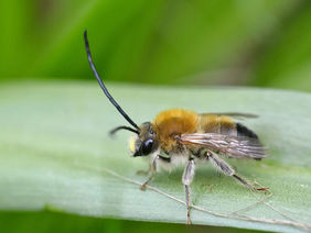 Eine Mai-Langhornbiene auf einem Blatt