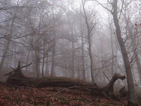 Ein Wald im Nebel.