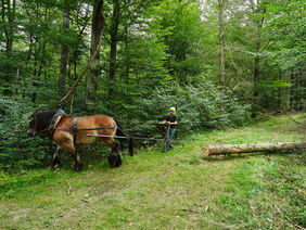 Ein Rückepferd zieht einen Baumstamm durch den Wald