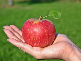 Roter Apfel wird auf Hand präsentiert