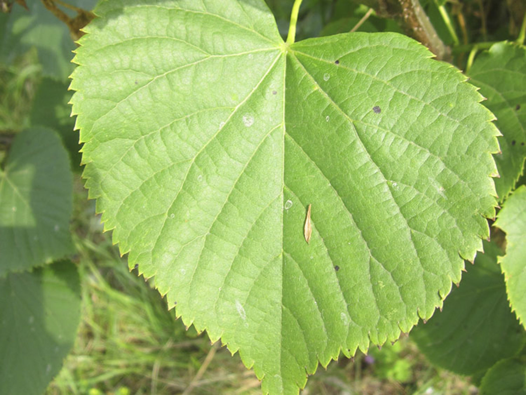 Linden erkennt man gut an ihren herzförmigen Blättern. 