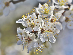 Weiße Blüten eines Pflaumenbaums