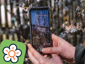 Eine Person fotografiert eine Blüte mit einem Smartphone