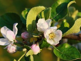 Apfelblüte im Sonnenschein