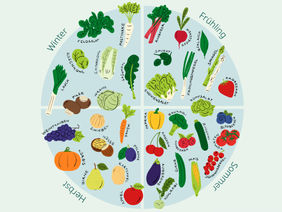 Illustration eines Jahreskalenders mit saisonalem Gemüse und Obst