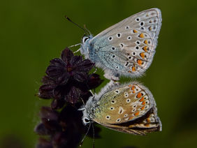 Zwei Schmetterlinge bei der Paarung