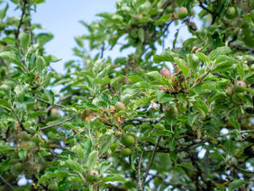 Das Foto zeigt Apfelbäume auf einer Streuobstwiese in Hessen.