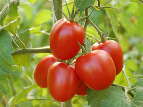 Rote Tomaten an Staude hängend