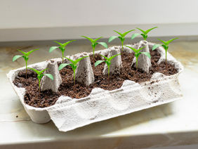Junge Chilipflanzen in einem Beet aus einem alten Eierkarton.