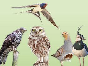 Verschiedene Vögel vor grünem Hintergrund.