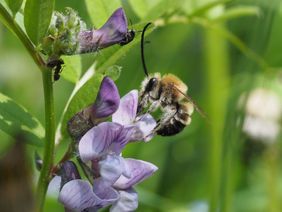 Nahaufnahme einer Mai-Langhornbiene, die gerade an einer lila Zaun-Wicke ihre Pollen sammelt.