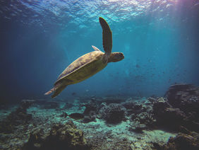 Unterwasseraufnahme einer Wasserschildkröte im Meer